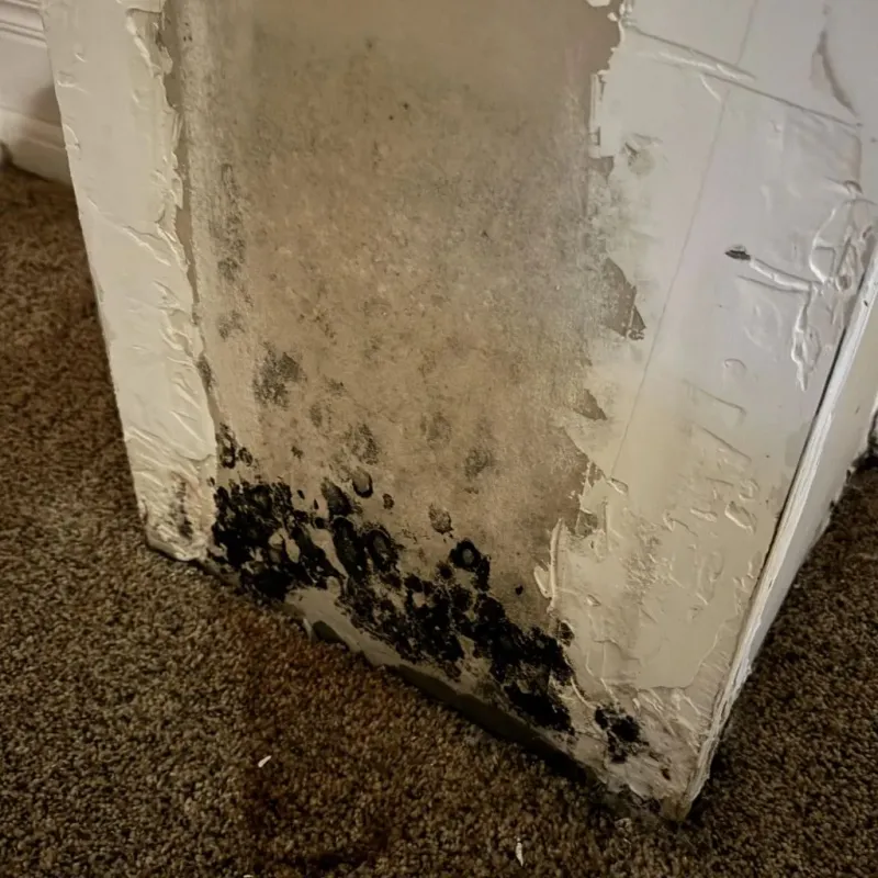 Professional Mold Removal in Oquirrh, UT